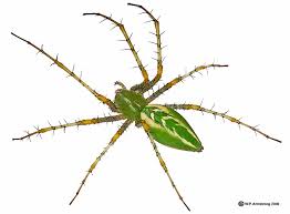 Image result for images of green lynx spider