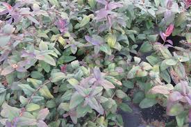 When only the best will do, we have it covered with lush and exotic flowers. Hypericum Aubury Purple Longview Nursery