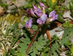Image result for Indigofera laxiracemosa