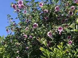 Check spelling or type a new query. Identifying A Flowering Shrub Thriftyfun
