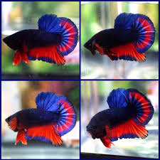 Live Betta Fish Male Fancy Super Dark Navy Red Juvenile Halfmoon Plakat Hmpk 35 Betta Super Dark Betta Fish
