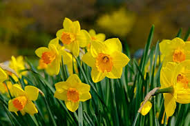 Check spelling or type a new query. 9 Good Luck Flowers You Should Plant Around Your House