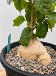 Image result for Pyrenacantha