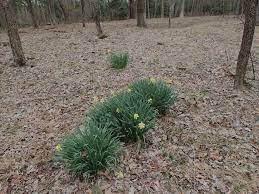 Old Growth Daffodils Natural Lands