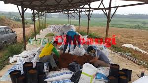 Setelah anak pokok cili telah mempunyai 5 hingga 6 helai daun, ini masanya untuk kita pindahkan ia ke dalam pasu, polybag atau di atas tanah mengikut kesuaian anda sendiri. Ciri Ciri Lokasi Yang Sesuai Diusahakan Untuk Penanaman Cili Blog Cilibangi