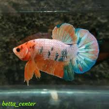 Dibandingkan dengan ikan jantan, sirip ikan cupang betina berukuran lebih pendek dan bentuk tubuhnya lebih lebar. Ikan Cupang Hias Plakat Jantan Size Indukan Murah Grosir Shopee Indonesia