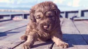 We did not find results for: Symptoms Of Diabetes In Cats And Dogs Petcarerx