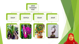 Maybe you would like to learn more about one of these? Video Sma Prakaya Dan Kewirausahaan Desain Produk Dan Pengemasan Hasil Budidaya Tanaman Hias Youtube