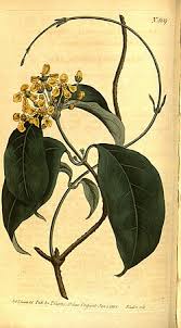 Image result for Flabellariopsis acuminata