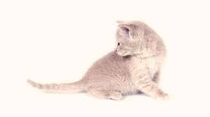 Recovery of sprains in cats. How To Treat A Cat Tail Injury Petcarerx
