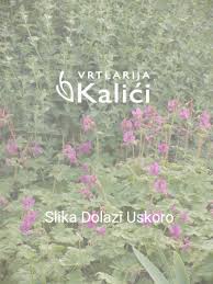 Image result for Schoenoxiphium