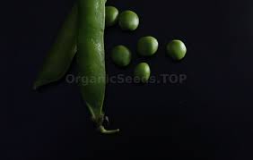 But even with soil temperature, we are still at the mercy of weather systems. All About Peas
