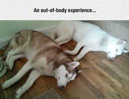 Where Do Dogs Go When They Die They Go To The Side Cute Jokes Funny Animals Dog Memes