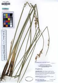 Image result for Juncus balticus