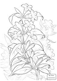 Penngift) is valuable as food for livestock, erosion control, and nitrogen feeding of the soil. Pin On Jasmine Flower Coloring Pages