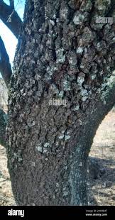 Image result for Spirostachys