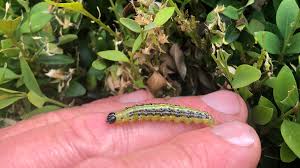 Image result for caterpillar box tree moth inside buxus plant