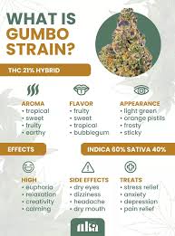 images?q=tbn:ANd9GcSKPAIcI7kMFcFAxXk7SikIkLK1XE_IUgLNvw&s Why Gumbo Strain Smells Like Candy A Look at Its Flavor Notes