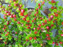 Image result for Cotoneaster microphyllus