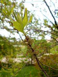 Bayberry description bayberry, also known as wax myrtle, waxberry, or candelberry, is both a shrub and a it is found in eastern north america, in marshes and bogs near sandy atlantic coastal areas. Northern Bayberry Loudoun Wildlife Conservancy