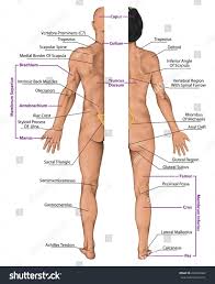 526 3d anatomy models available for download. Male Female Anatomy Diagrams Male Female Anatomy Diagrams Male Female Anatomical Body Surface Anatomy Stock Human Body Anatomy Human Body Shape Body Diagram