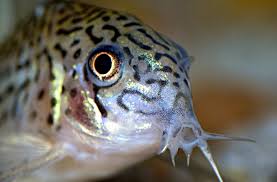 There have been documented cases of bettas living five years or more, but that is not the norm. Why Your Aquarium Needs A Cory Catfish Big Al S Blog