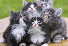Kumpulan Gambar Kucing Lucu Imut Sangat Menggemaskan Kanalmu