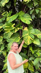 Image result for Epipremnum en casa