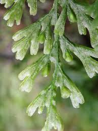 Image result for Crepidomanes inopinatum