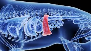 Many are disappointed the information cannot be measured in more absolute terms. Spleen Tumor In Dogs Signs Causes Treatment And Prevention
