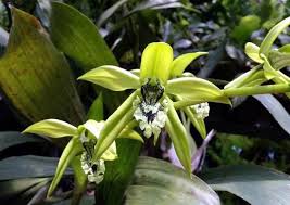Maybe you would like to learn more about one of these? Mengenal Spesies Anggrek Hitam Garnesia Com