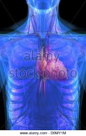 Inside each kidney are right around a million nephrons. Are The Kidneys Located Inside Of The Rib Cage The Following Vital Organs Have A Location Right Under The Rib Cage With Images Kidney Detox These Are Tiny