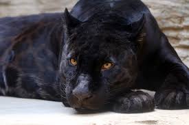三大猛獣脱走事件 自由になった猛獣の恐怖 Ani Mys