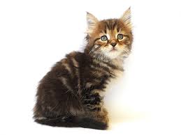 Hypoallergenic Cats Siberian Cat Breeders Kittens Litter C Siberian Cat Breeders Cats Hypoallergenic Cats