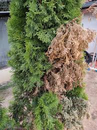 Image result for thuja drying out dead dried symptoms)