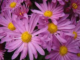 Aster A Summer Flower Found In Other Colors Aster Flower Summer Flowers Purple Flowers