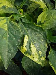 Image result for Alfalfa mosaic virus