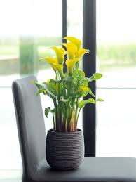 Longfield gardens offers wholesale indoor and outdoor flower bulbs direct for sale online. Caring For Your Calla Lily The Joy Of Plants