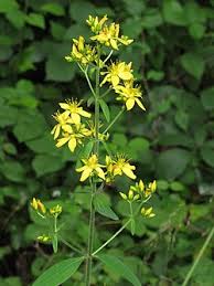 Image result for Monadenium hirsutum