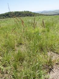 Image result for Setaria sphacelata