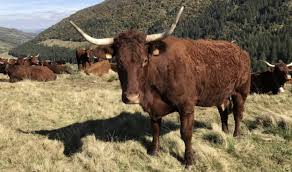 Viagem Pela Franca E Suica Queijeiras Queijo Cantal Da Auvergne