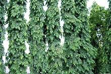 Image result for Monoon longifolium