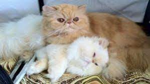 kedi dostlarimizi taniyalim panosundaki pin