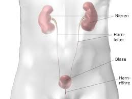 Wie Funktioniert Das Harnsystem Gesundheitsinformation De