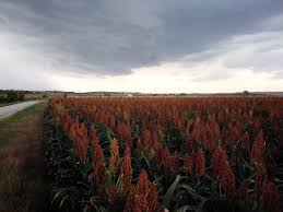 Plantings look better and better as they continue to grow and they also improve privacy and property value too. Heat Drought Draw Farmers Back To Sorghum The Camel Of Crops The Salt Npr