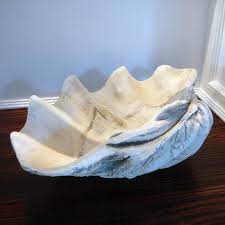 What to do with a large clam shell? Giant 22 Clam Shell Tridacna Gigas White Clamshell Buy Online In United Arab Emirates At Desertcart Ae Productid 3088657
