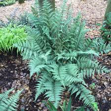 Image result for Athyrium