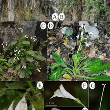 Image result for Colletoecema