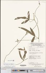 Image result for Vigna multinervis