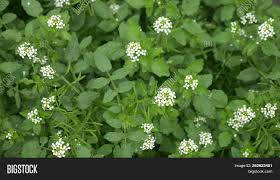 We did not find results for: Watercress Herb Garden Image Photo Free Trial Bigstock